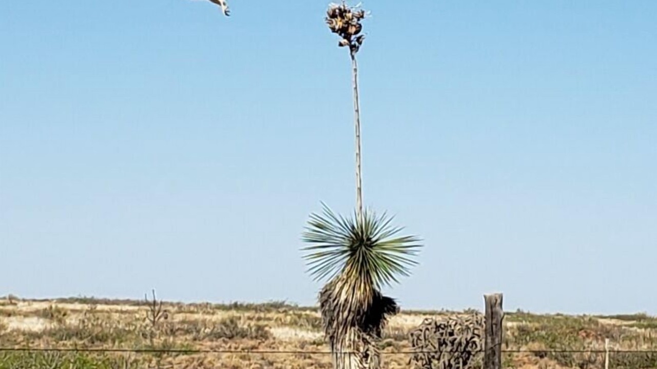 Photo of Others in Las Cruces