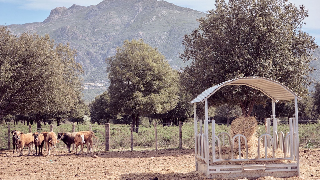 Photo of Outdoor in Moltifao