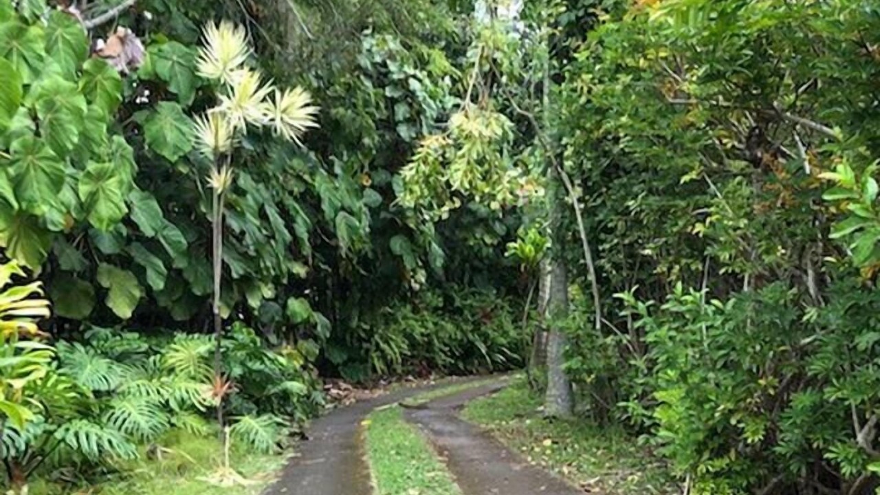 Photo of Others in Holualoa