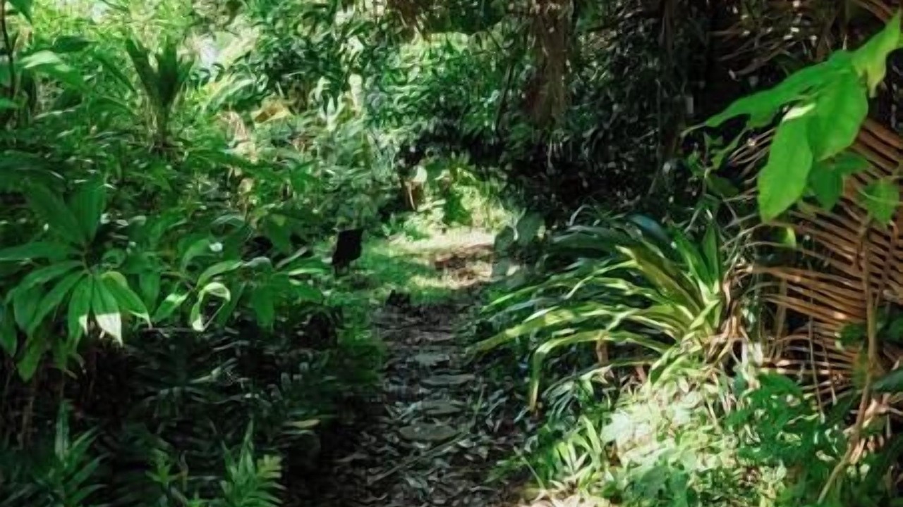 Photo of Others in Holualoa