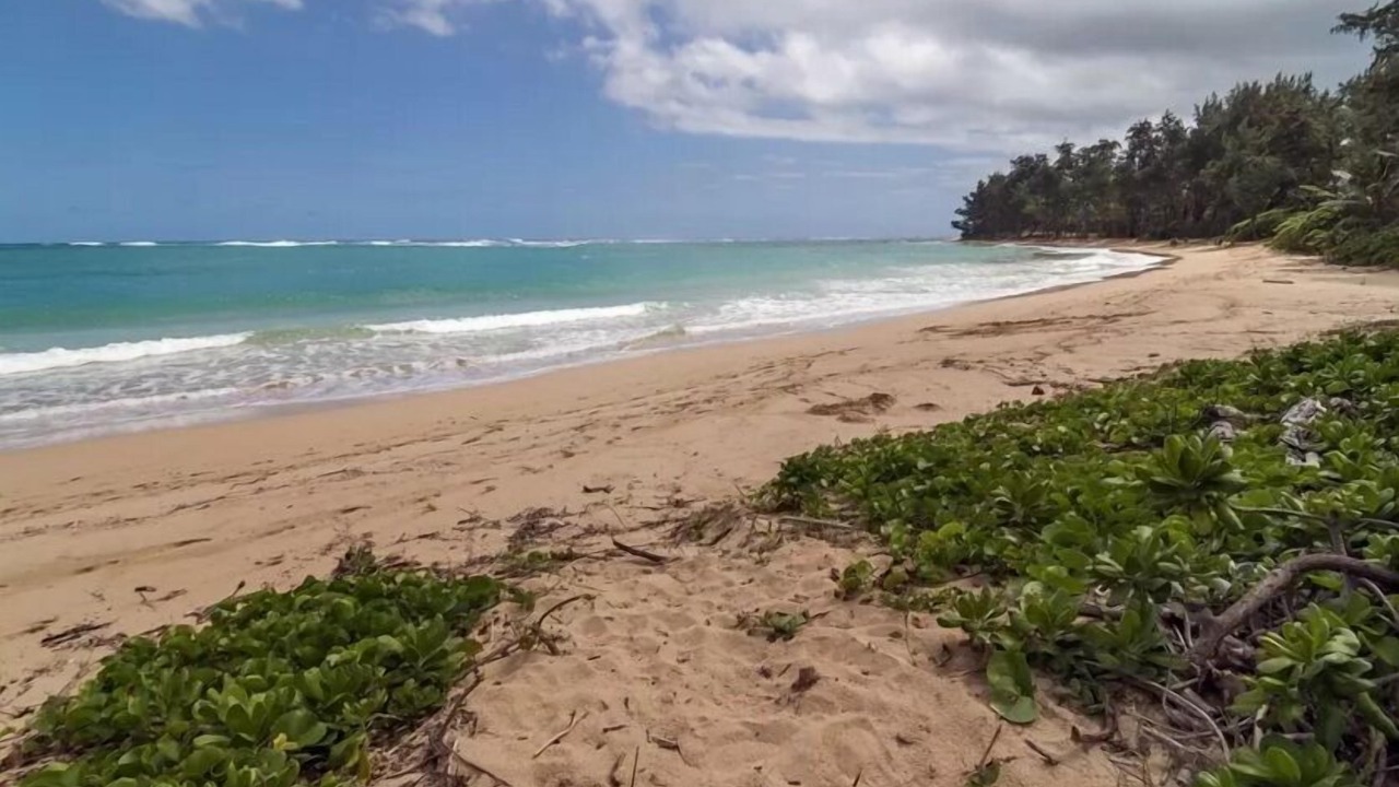 Photo of Others in Laie