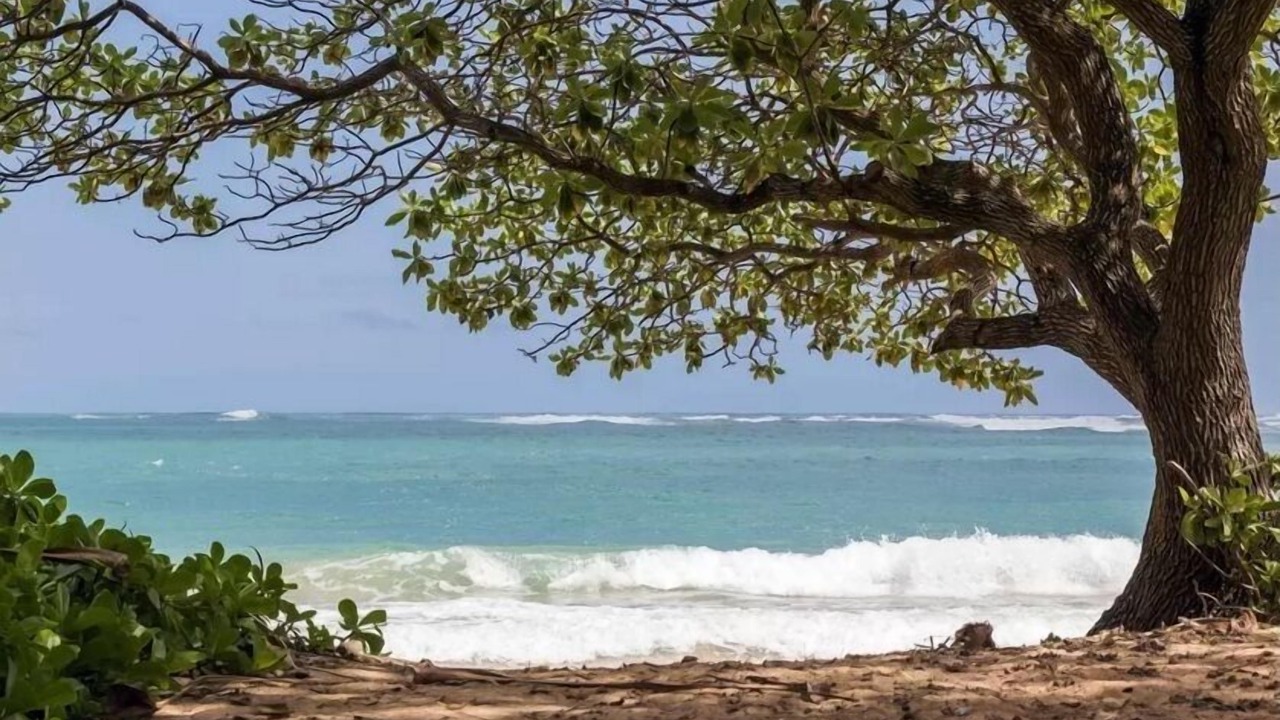 Photo of Others in Laie