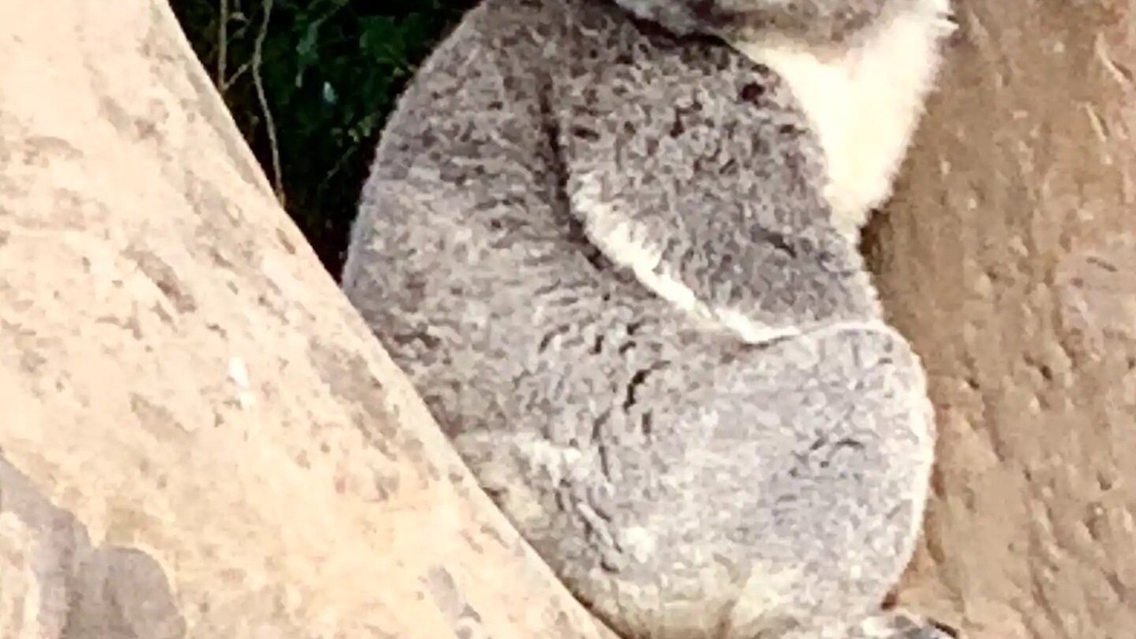 Photo of Others in Inverloch