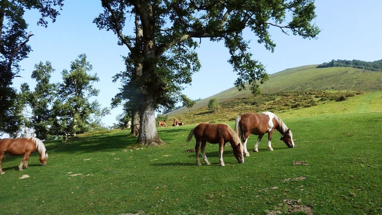 Photo of Others in Aramits