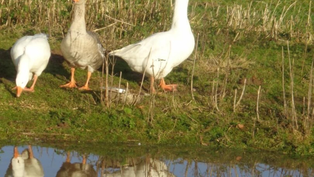 Photo of Others in Bec-de-Mortagne