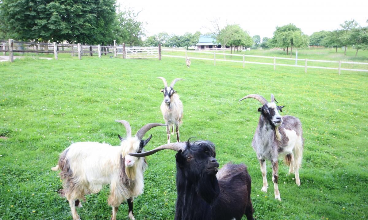 Photo of Outdoor in La Cerlangue