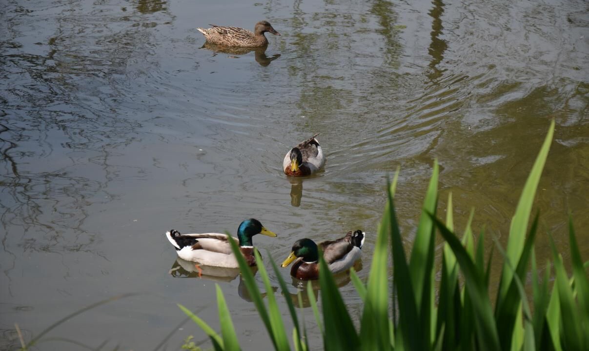 Photo of Outdoor in Muchedent