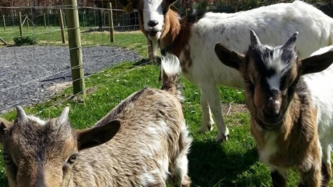 Photo of Others in Houdetot