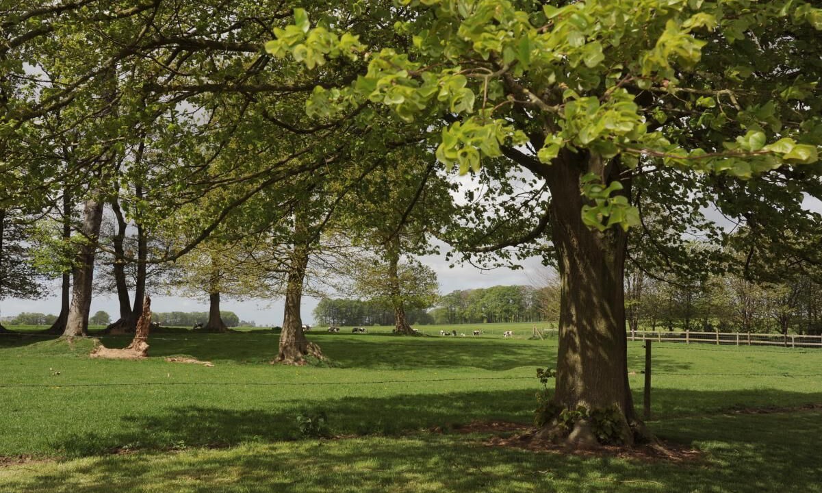 Photo of Others in Envronville