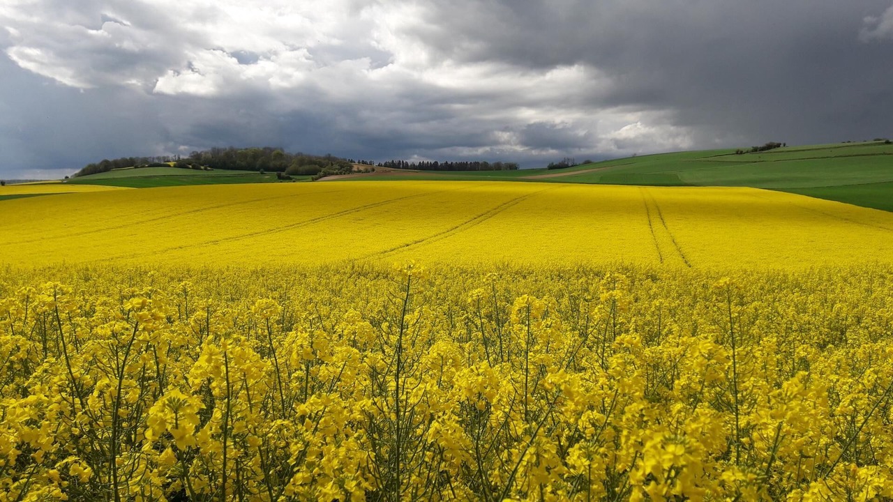 Photo of Others in Sainte-Beuve-en-Riviere