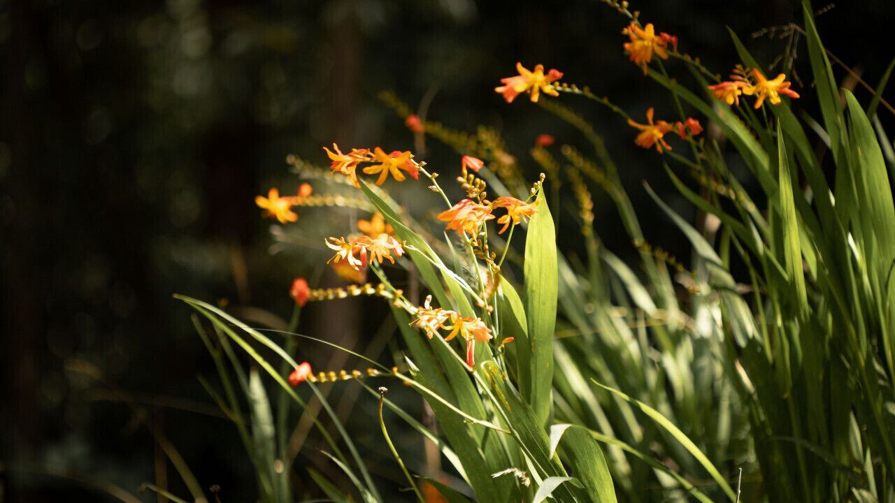 Photo of Others in Mount Macedon