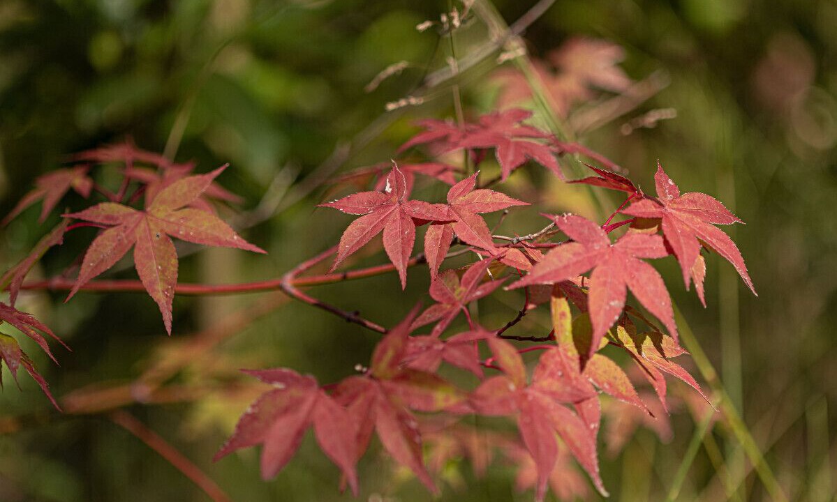 Photo of Outdoor in Mount Macedon