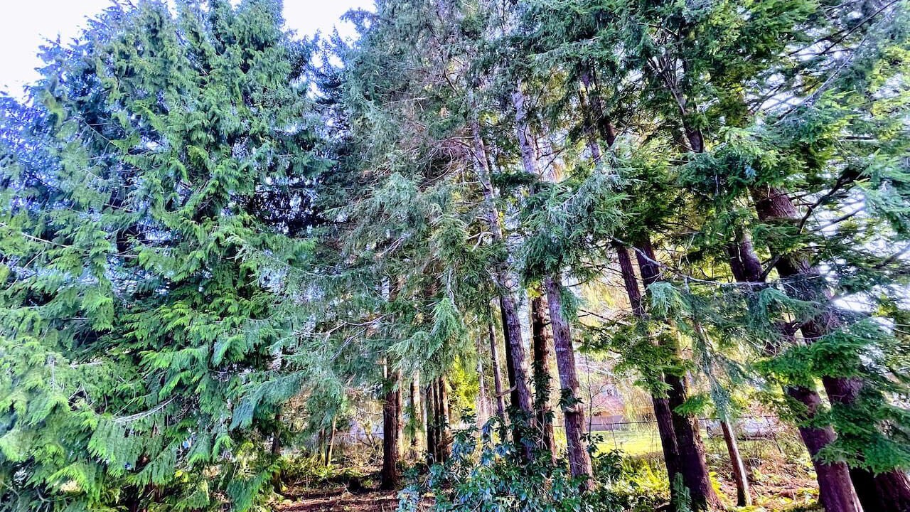 Photo of Others in Forks