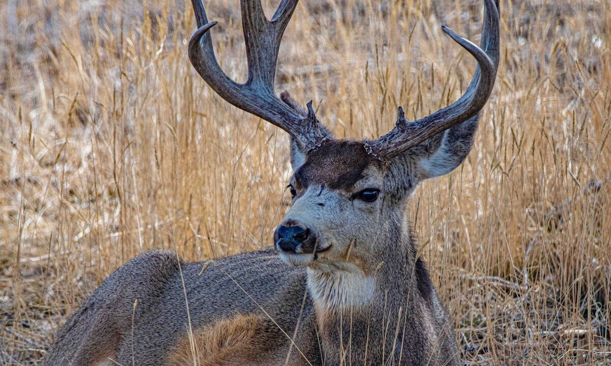 Photo of Others in Heber