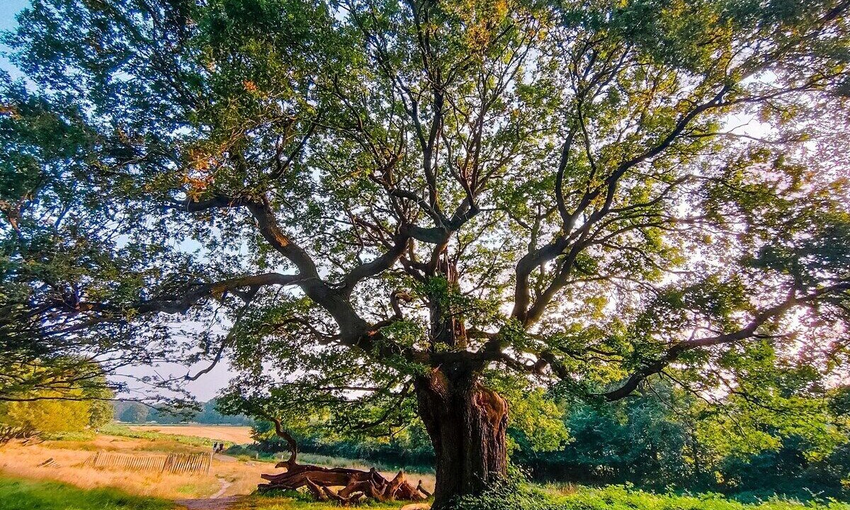 Photo of Outdoor in Ham