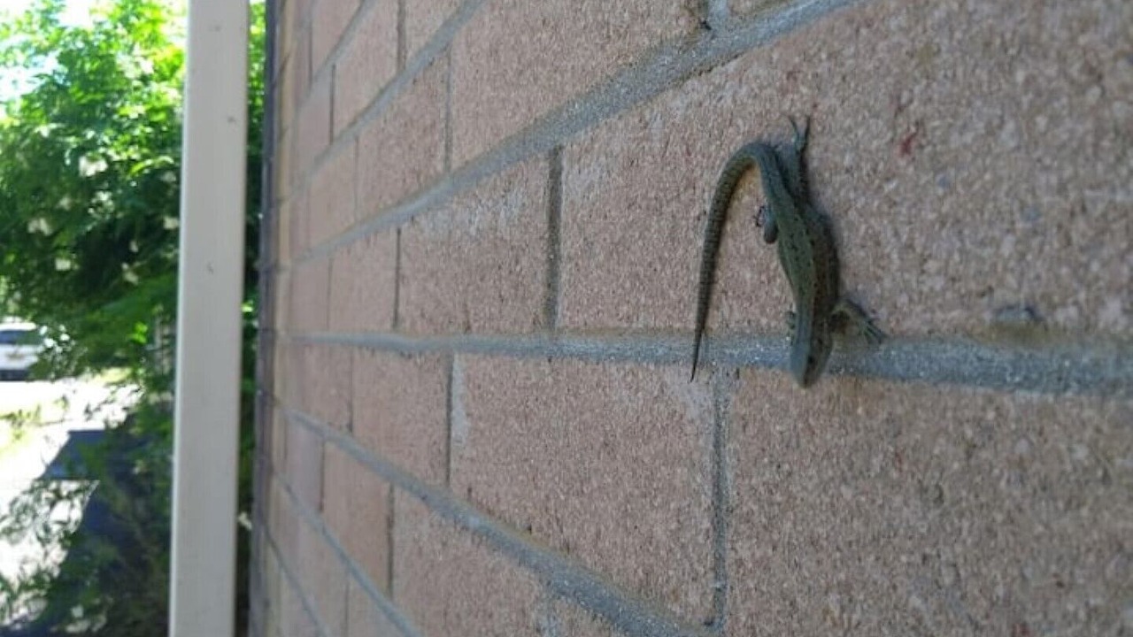 Photo of Others in Pontneddfechan