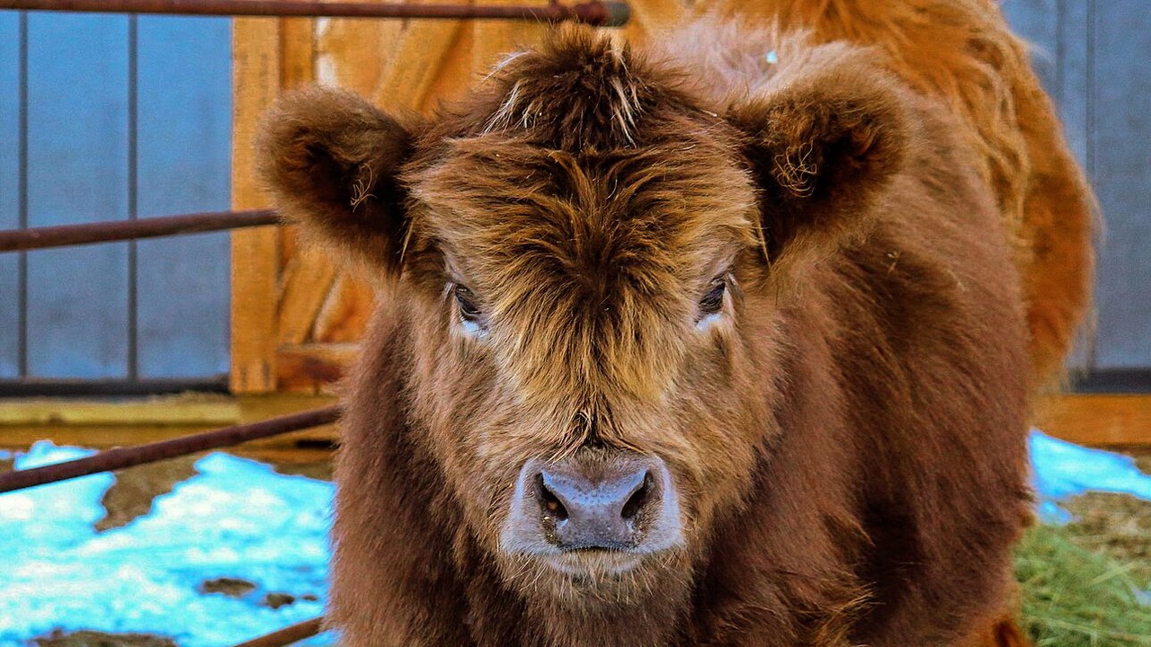 Photo of Others in Westcliffe