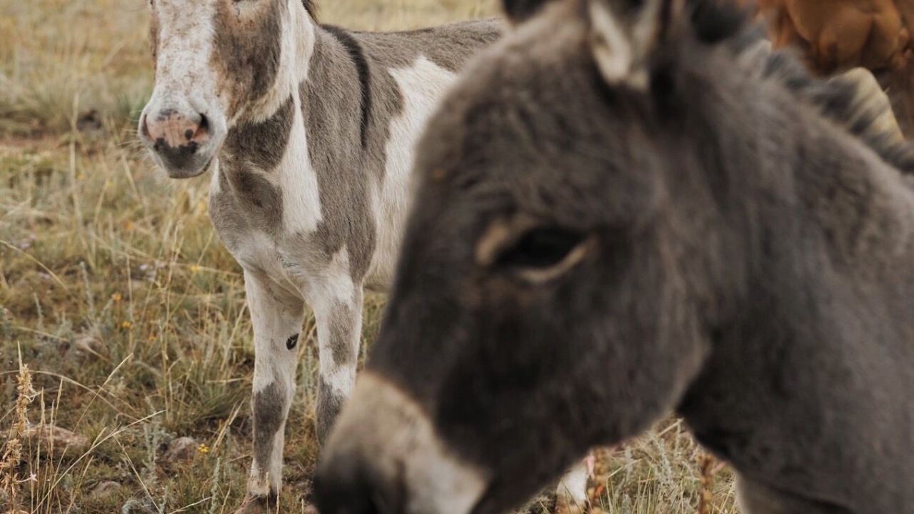 Photo of Others in Westcliffe