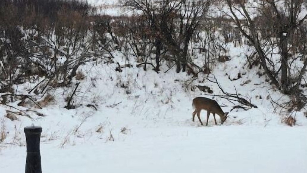Photo of Others in Swift Current