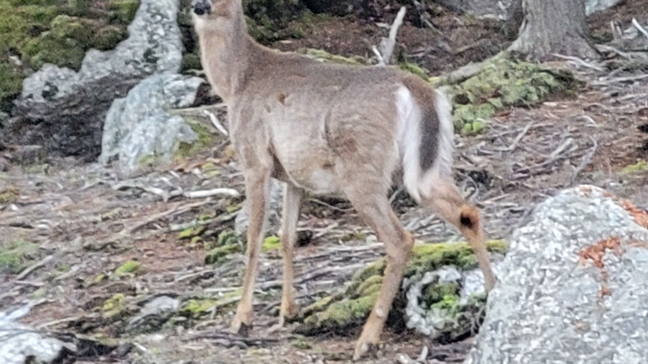 Photo of Others in Lucerne-in-Maine