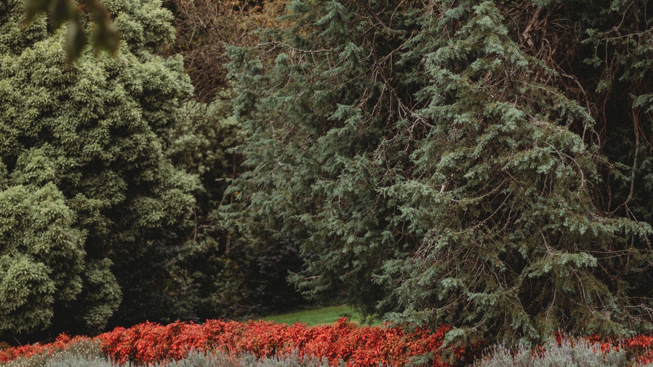 Photo of Outdoor in The Patch