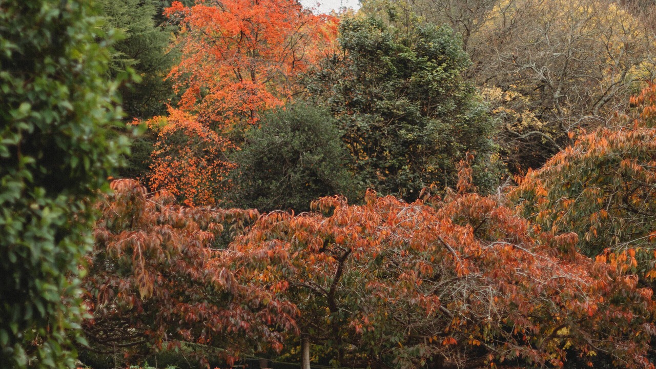 Photo of Outdoor in The Patch