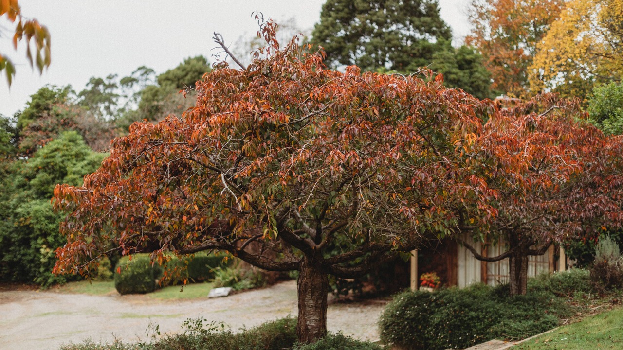 Photo of Outdoor in The Patch