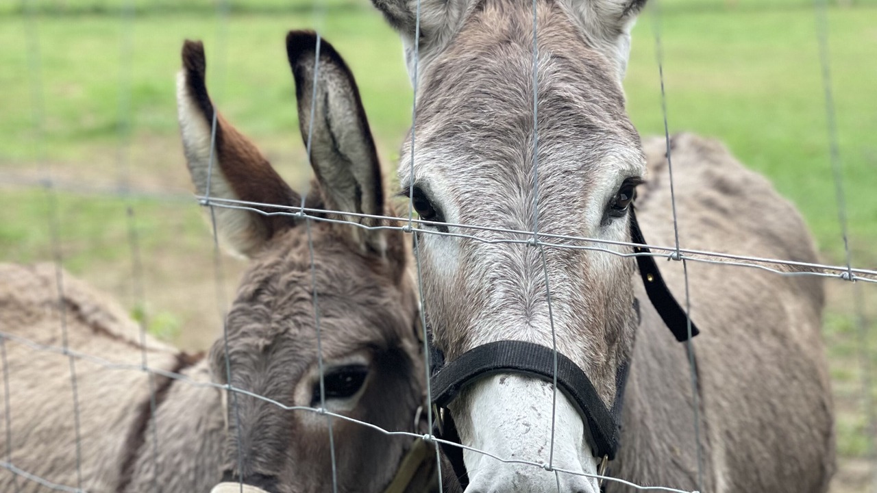 Photo of Outdoor in Piegros-la-Clastre