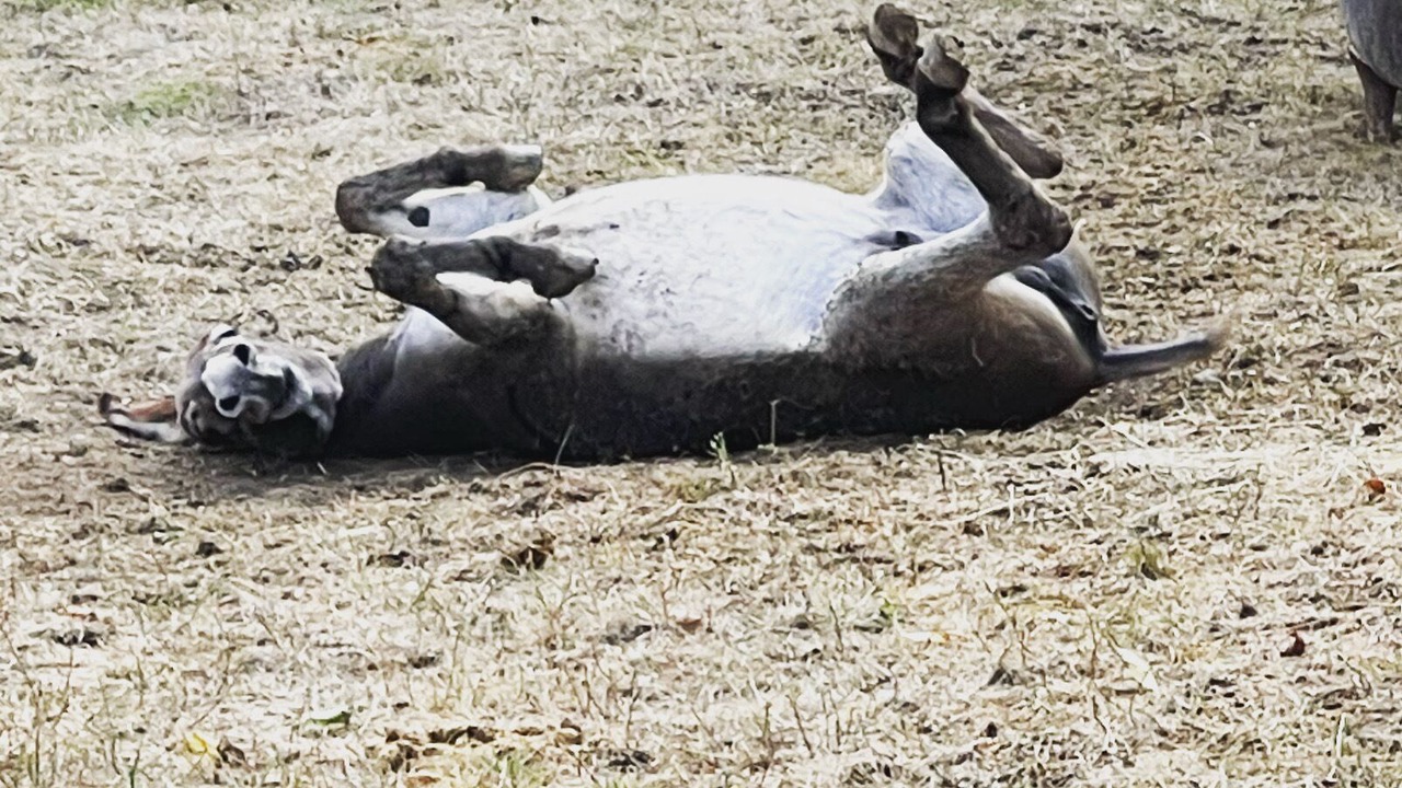 Photo of Outdoor in Piegros-la-Clastre