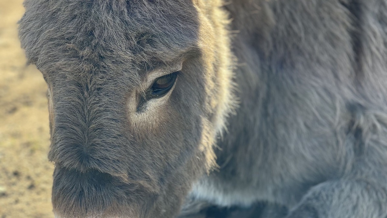 Photo of Others in Piegros-la-Clastre