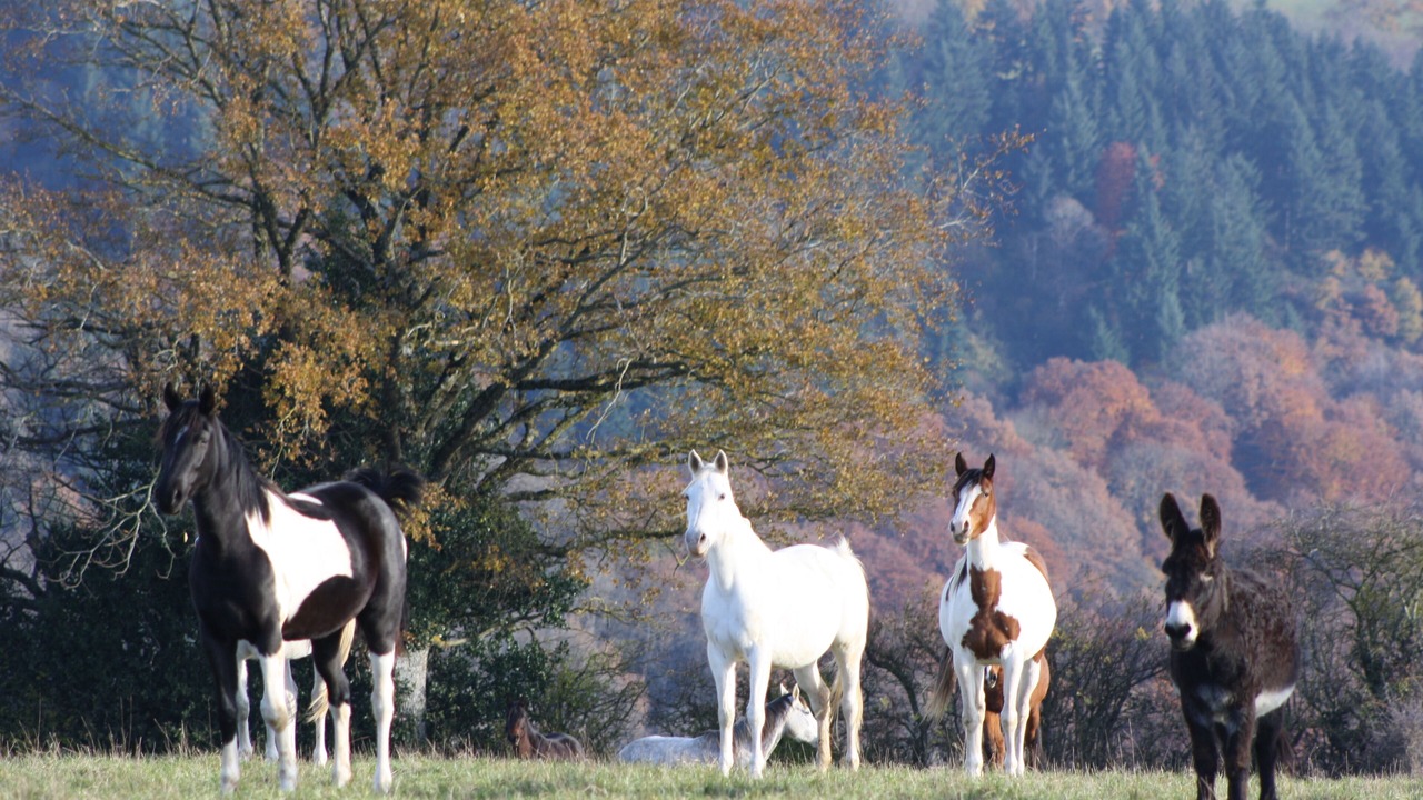 Photo of Others in Sainte-Juliette-sur-Viaur