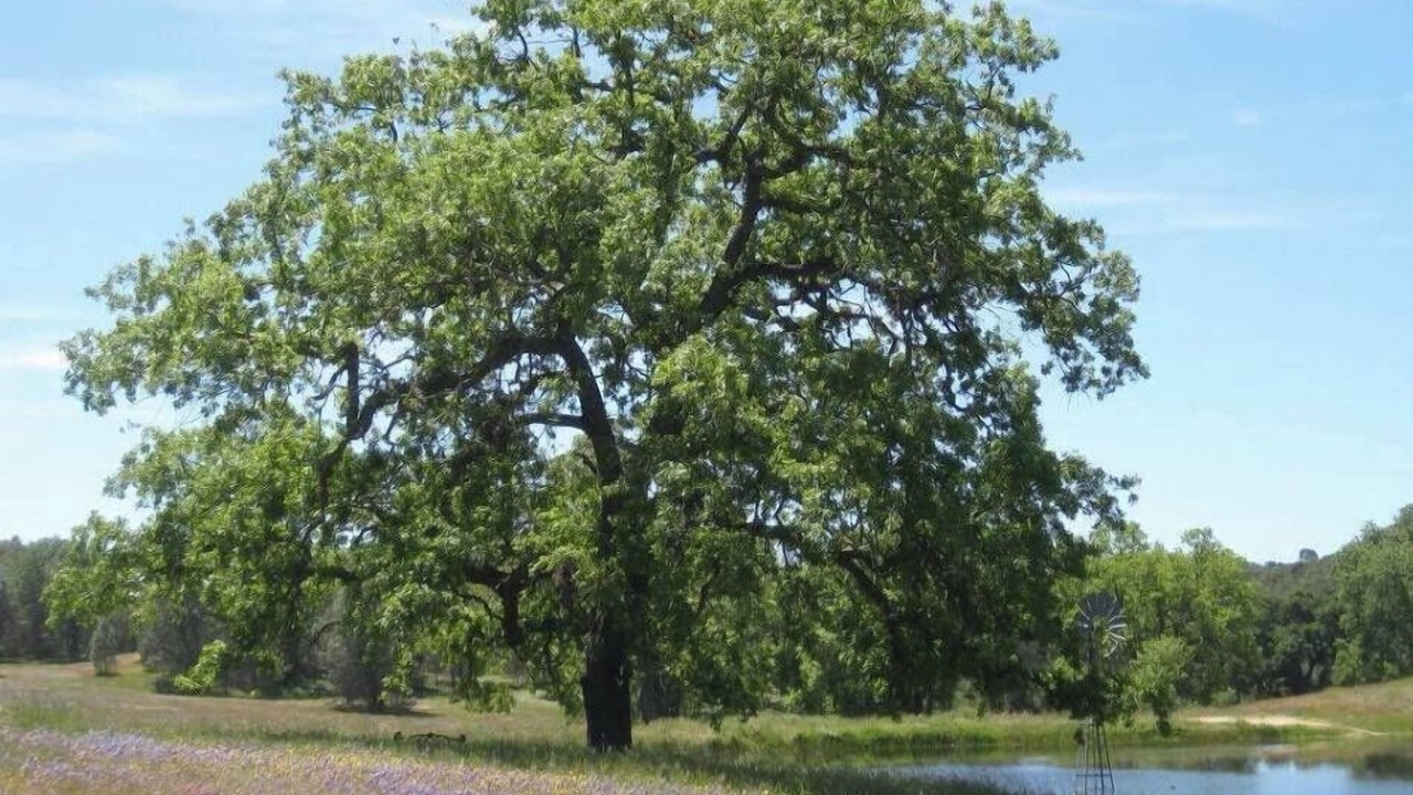 Photo of Others in San Luis Obispo