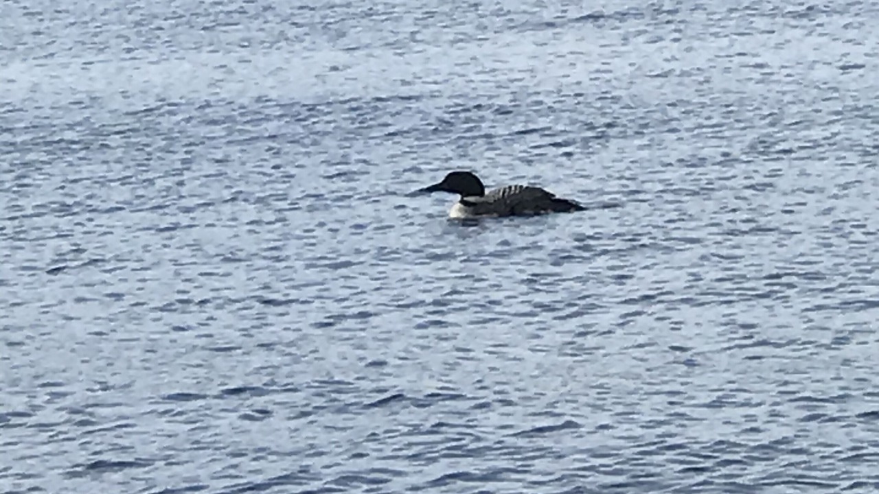 Photo of Others in Lake George