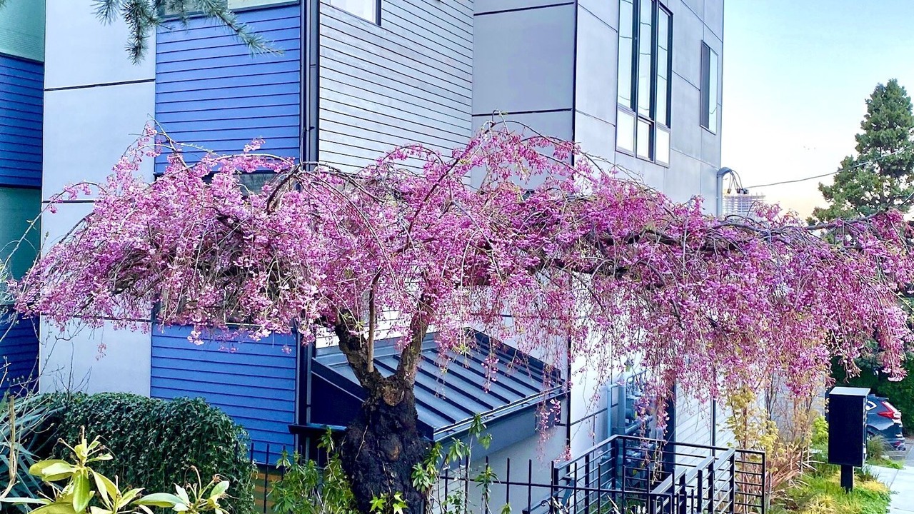 Photo of Outdoor in East Queen Anne