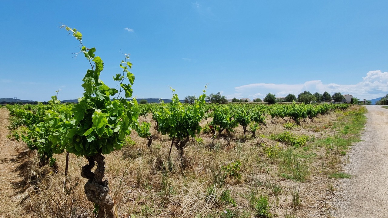 Photo of Others in Olonzac