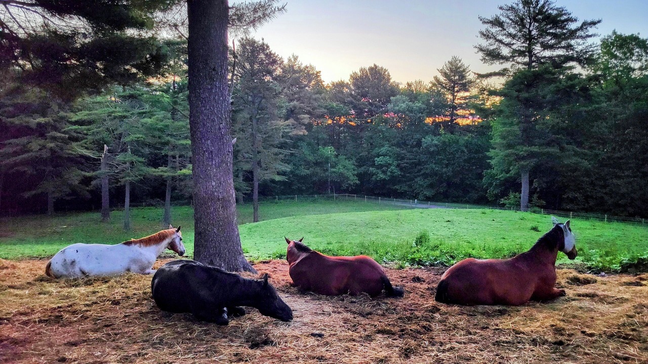 Photo of Others in Belchertown