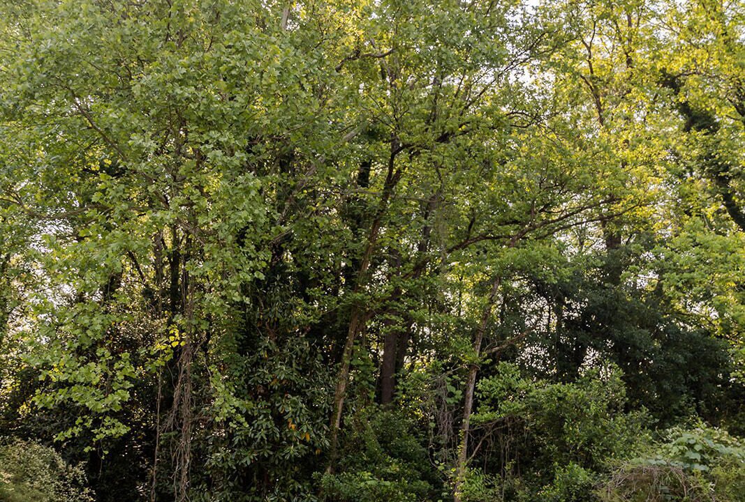 Photo of Outdoor in Covington