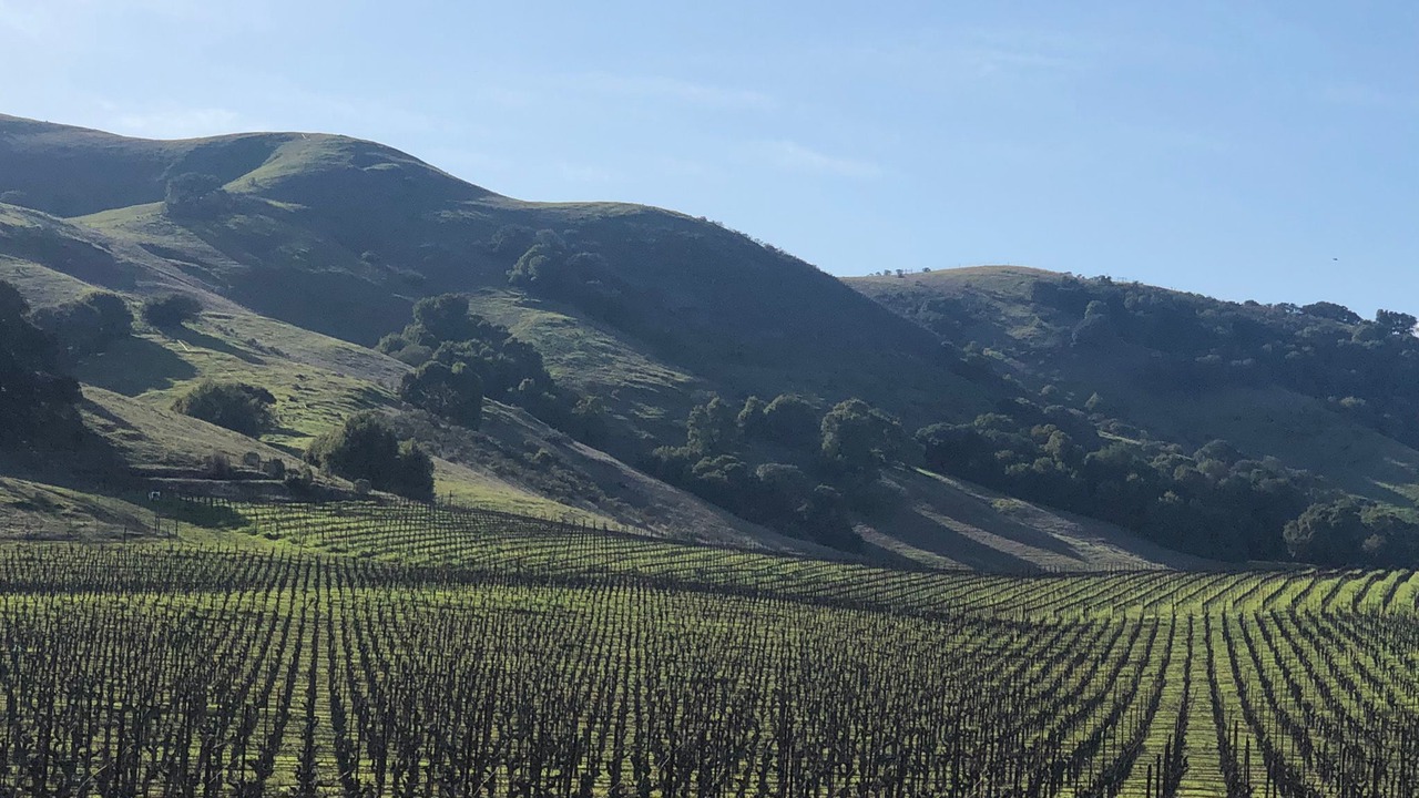 Photo of Others in Napa