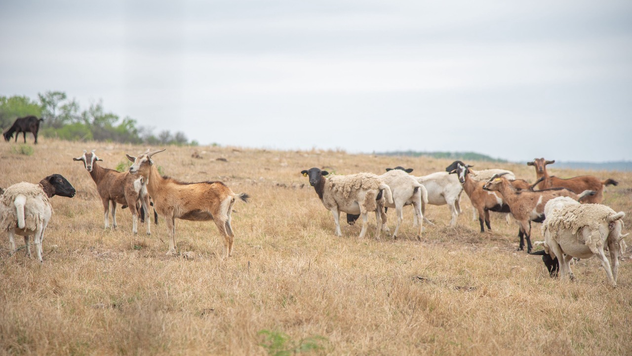 Photo of Others in Castroville