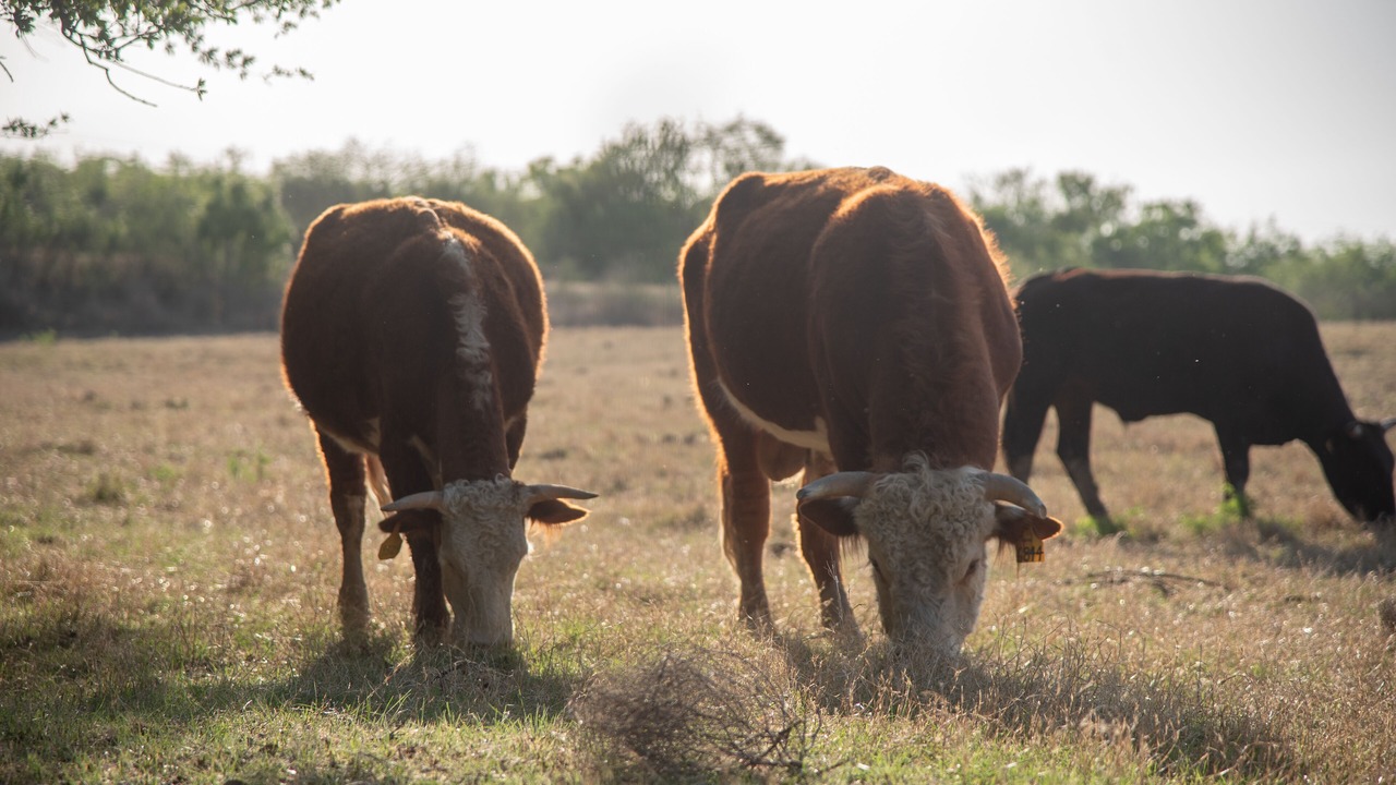 Photo of Others in Castroville