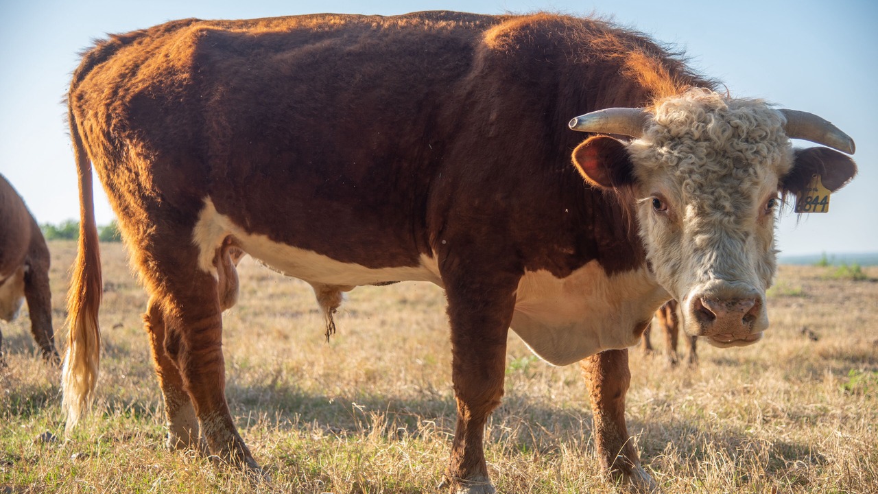 Photo of Others in Castroville