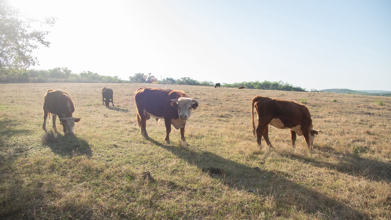 Photo of Others in Castroville