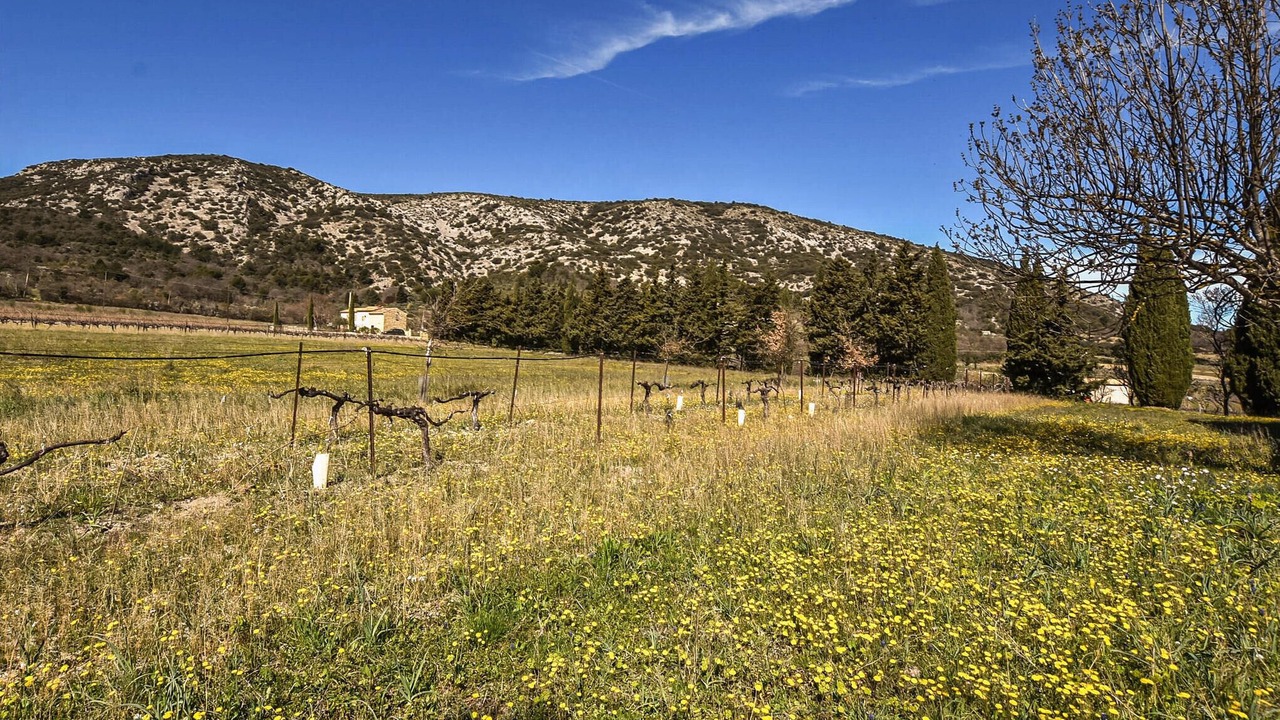 Photo of Others in Malaucene