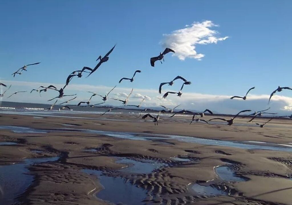 Photo of Others in San Felipe