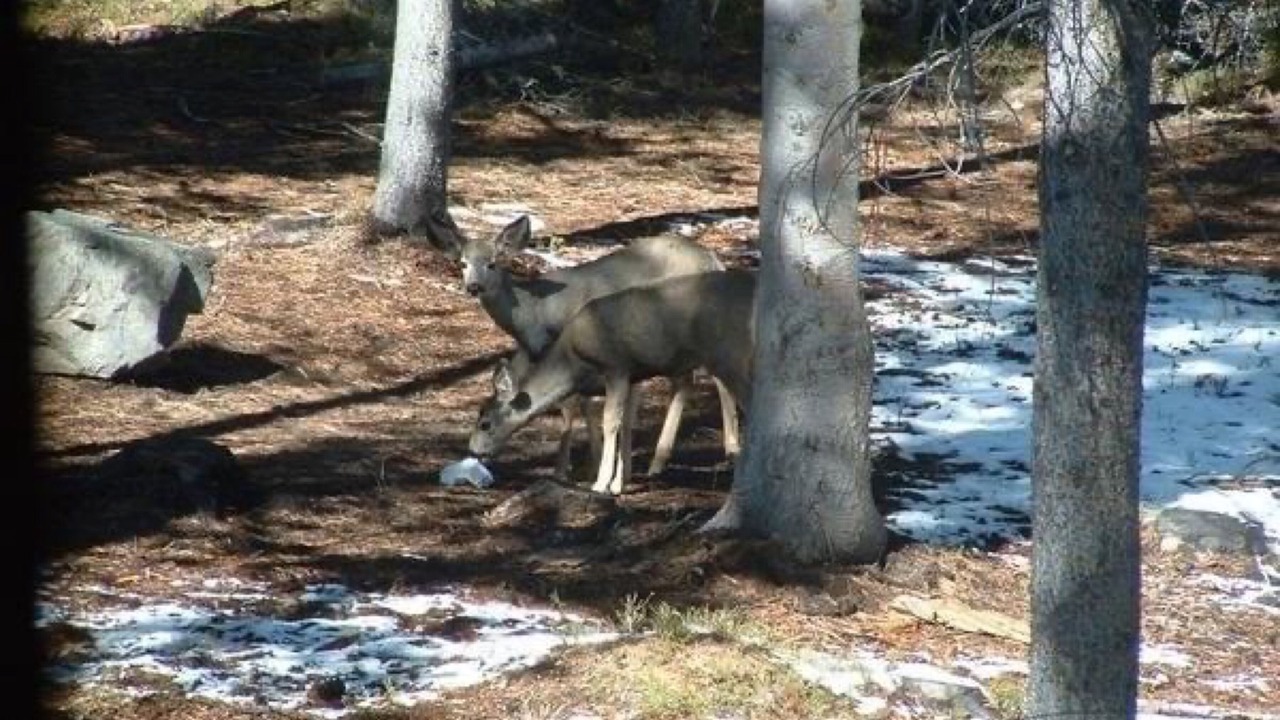Photo of Others in Laramie