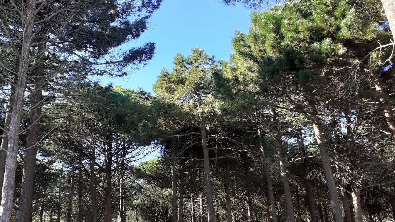 Photo of Outdoor in Leucate