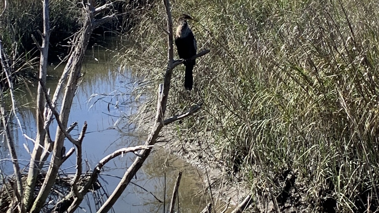 Photo of Others in East Beach