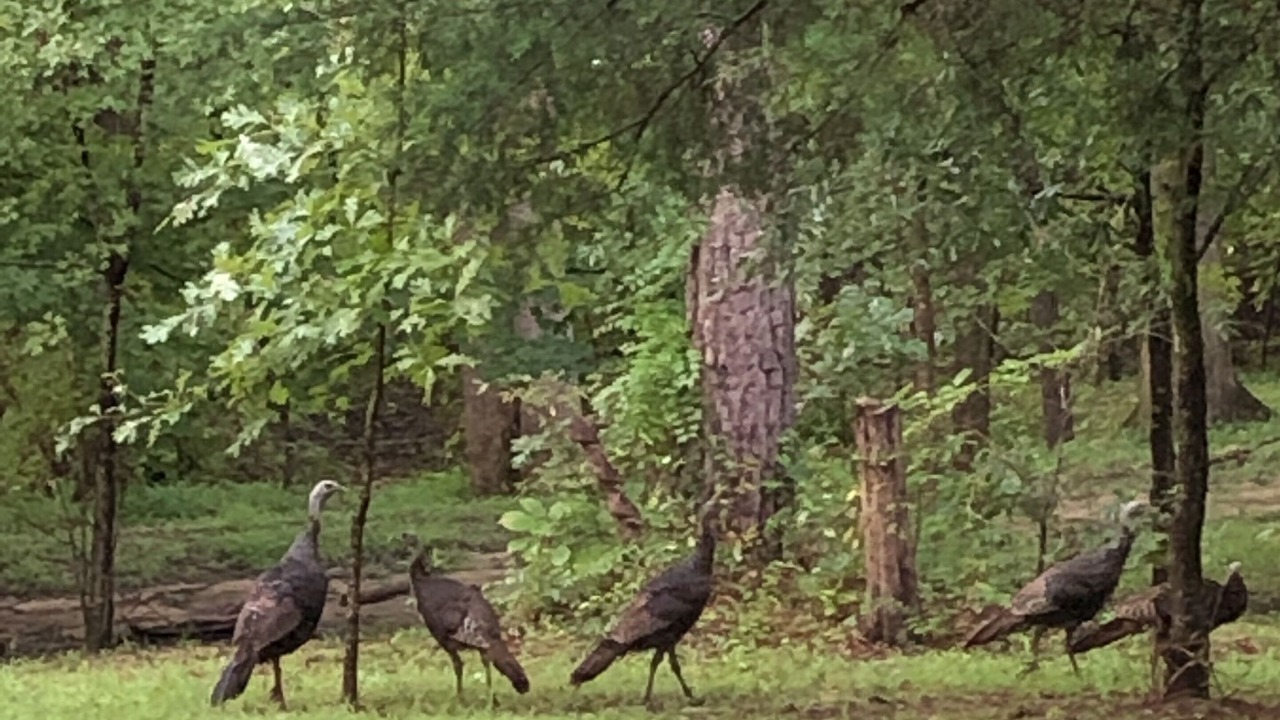 Photo of Others in Thomasville