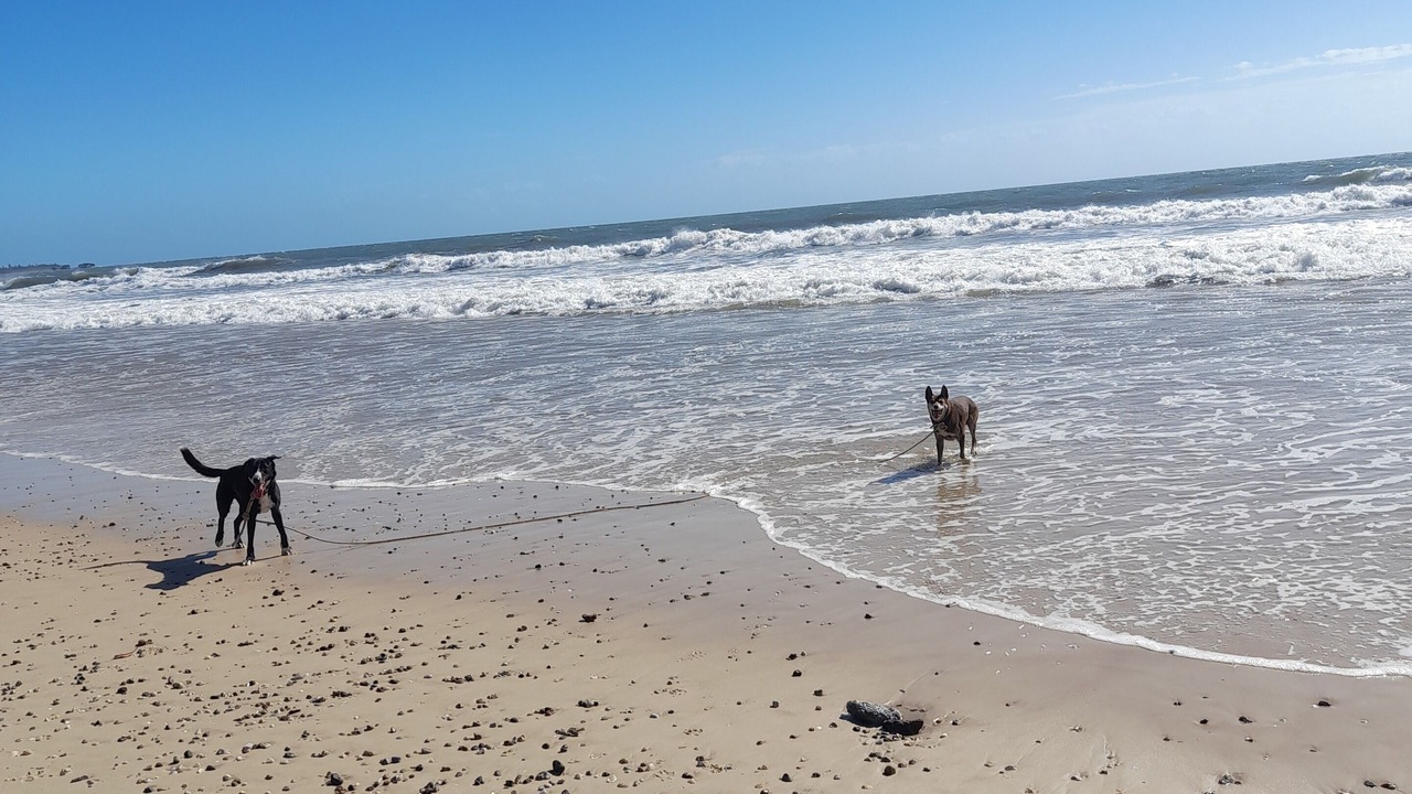 Photo of Others in Coonarr