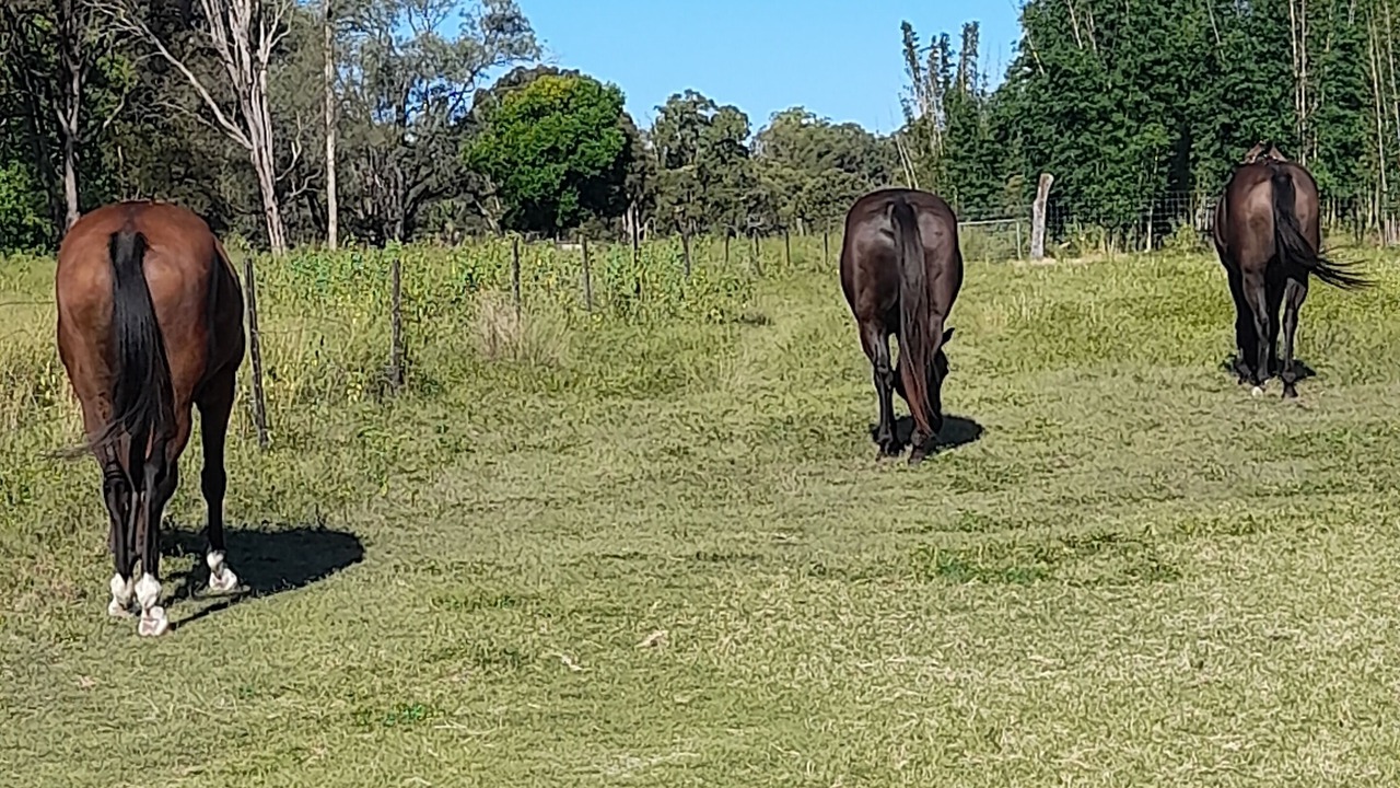 Photo of Others in Coonarr
